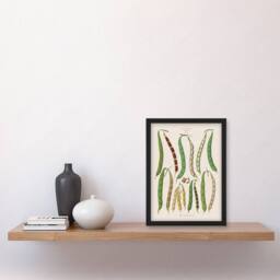 Artery8 Ernst Benary Kidney & Snap Beans Varieties Framed Art Picture Print in White - Size: A4 - thumbnail 2