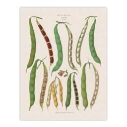 Artery8 Ernst Benary Kidney & Snap Beans Varieties Framed Art Picture Print in White - Size: A4 - thumbnail 3