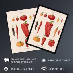 Artery8 Capsicums & Chili Peppers Ernst Benary Framed Wall Art Print in White - Size: A4 - thumbnail 2