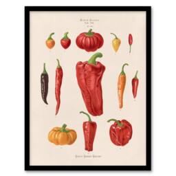 Artery8 Capsicums & Chili Peppers Ernst Benary Framed Wall Art Print in White - Size: A4 - thumbnail 1