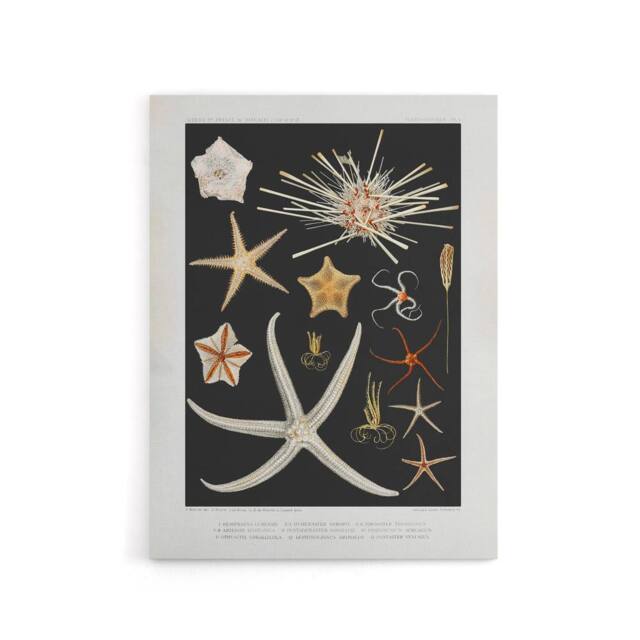 "Artery8 Varieties of Marine Life Starfish Albert I Canvas Wall Art Print in Black - Size: W12"" x H16""" - image 1