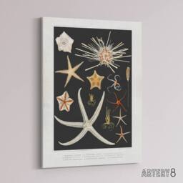 "Artery8 Varieties of Marine Life Starfish Albert I Canvas Wall Art Print in Black - Size: W12"" x H16""" - thumbnail 2