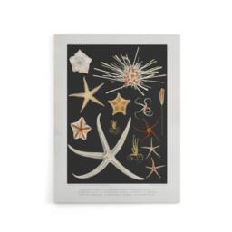 "Artery8 Varieties of Marine Life Starfish Albert I Canvas Wall Art Print in Black - Size: W12"" x H16""" - thumbnail 1