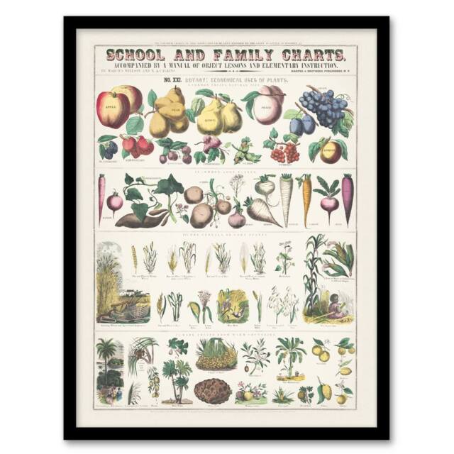 Artery8 School & family chart No XXI Calkins Framed Wall Art Print in White - Size: A4 - image 1
