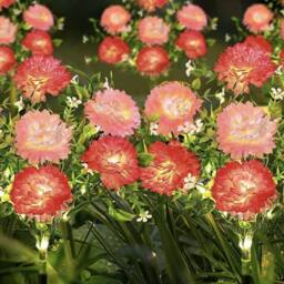 Havendro 2 Pack Pink small clove Solar Powered Lights Garden - thumbnail 3