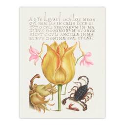 Artery8 Model Book of Calligraphy Framed Wall Art Larkspurs Tulip & Scorpion in White - Size: A4 - thumbnail 3