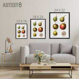 "Artery8 Pear Varieties Illustration Redoute Black Framed Canvas Wall Art in White - Size: W12"" x H16""" - thumbnail 4
