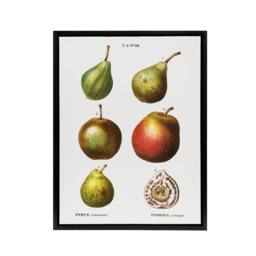 "Artery8 Pear Varieties Illustration Redoute Black Framed Canvas Wall Art in White - Size: W12"" x H16""" - thumbnail 1