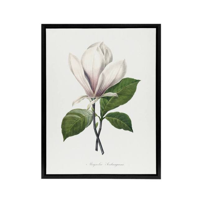 "Artery8 Saucer Magnolia Flower Redoute Vintage Black Framed Canvas Wall Art in White - Size: W12"" x H16""" - image 1