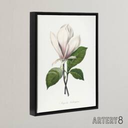 "Artery8 Saucer Magnolia Flower Redoute Vintage Black Framed Canvas Wall Art in White - Size: W12"" x H16""" - thumbnail 2