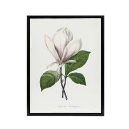 "Artery8 Saucer Magnolia Flower Redoute Vintage Black Framed Canvas Wall Art in White - Size: W12"" x H16""" - thumbnail 1