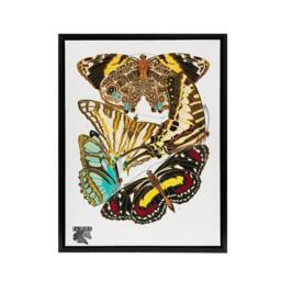 "Artery8 Papillons Butterflies Vintage Framed Canvas Wall Art Print Eugene Seguy - Size: W12"" x H16""" - thumbnail 1