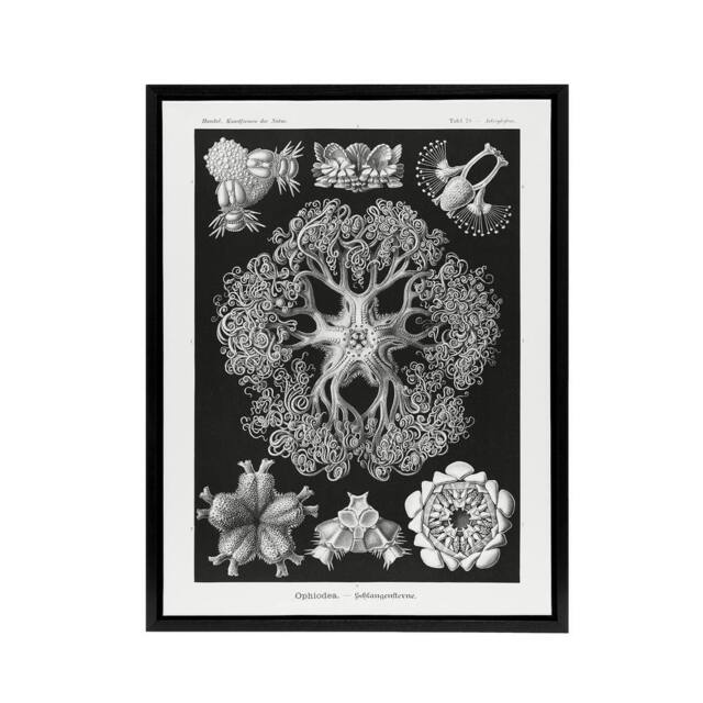 "Artery8 Ophiodea Brittle Stars Haeckel Botanical Black Framed Canvas Wall Art - Size: W12"" x H16""" - image 1