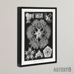 "Artery8 Ophiodea Brittle Stars Haeckel Botanical Black Framed Canvas Wall Art - Size: W12"" x H16""" - thumbnail 2