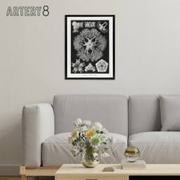 "Artery8 Ophiodea Brittle Stars Haeckel Botanical Black Framed Canvas Wall Art - Size: W12"" x H16""" - thumbnail 3