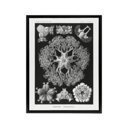 "Artery8 Ophiodea Brittle Stars Haeckel Botanical Black Framed Canvas Wall Art - Size: W12"" x H16""" - thumbnail 1