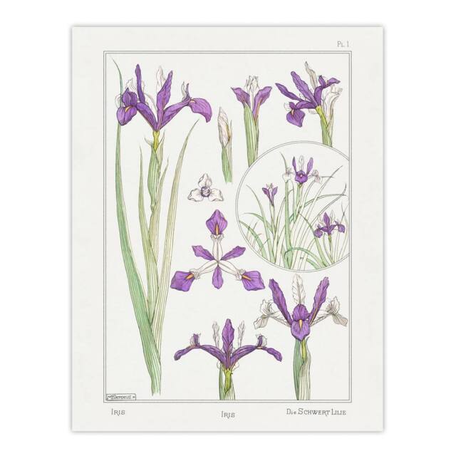 "Artery8 Purple Iris Flower Vintage Floral Wall Art Print Verneuil in White - Size: W12"" x H16""" - image 1