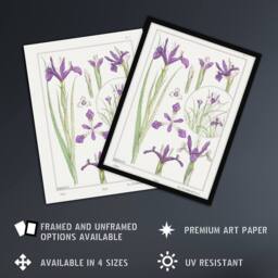 "Artery8 Purple Iris Flower Vintage Floral Wall Art Print Verneuil in White - Size: W12"" x H16""" - thumbnail 2