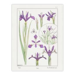"Artery8 Purple Iris Flower Vintage Floral Wall Art Print Verneuil in White - Size: W12"" x H16""" - thumbnail 1