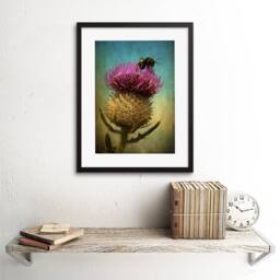 "Artery8 Photo Bumble Bee Thistle Flower Scotland 12x16"" Framed Wall Art Print - Size: W12"" x H16""" - thumbnail 2