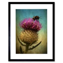 "Artery8 Photo Bumble Bee Thistle Flower Scotland 12x16"" Framed Wall Art Print - Size: W12"" x H16""" - thumbnail 1
