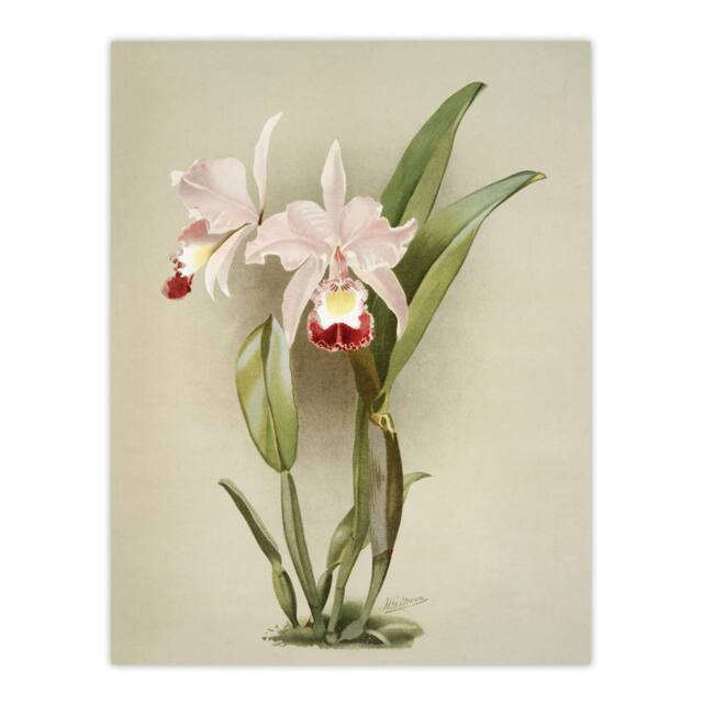 "Artery8 F Sander Cattleya ballantiniana Orchid Flowers Wall Art Print in White - Size: W12"" x H16""" - image 1