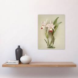 "Artery8 F Sander Cattleya ballantiniana Orchid Flowers Wall Art Print in White - Size: W12"" x H16""" - thumbnail 4