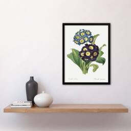 "Artery8 Floral Primula Auricula Redoute Vintage Framed Wall Art Print in White - Size: W12"" x H16""" - thumbnail 4