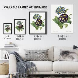 "Artery8 Floral Primula Auricula Redoute Vintage Framed Wall Art Print in White - Size: W12"" x H16""" - thumbnail 3