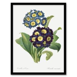 "Artery8 Floral Primula Auricula Redoute Vintage Framed Wall Art Print in White - Size: W12"" x H16""" - thumbnail 1