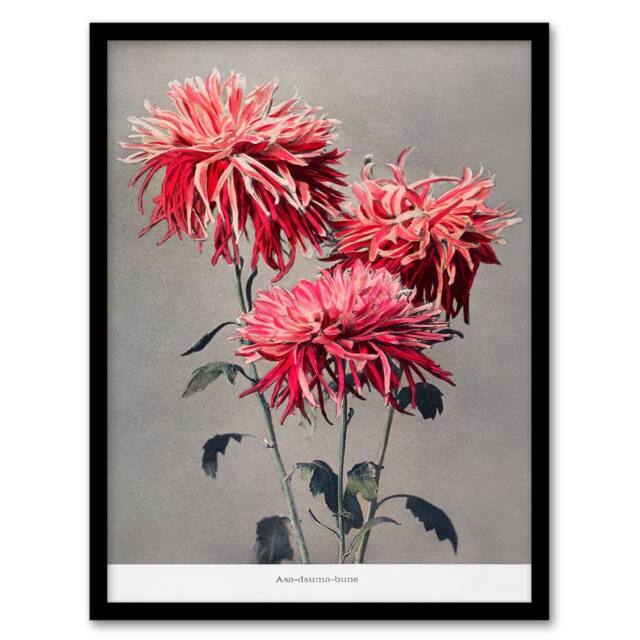 Artery8 Ogawa Kazumasa Framed Wall Art Print Pink Chrysanthemum Flowers - Size: A4 - image 1