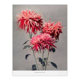 Artery8 Ogawa Kazumasa Framed Wall Art Print Pink Chrysanthemum Flowers - Size: A4 - thumbnail 3