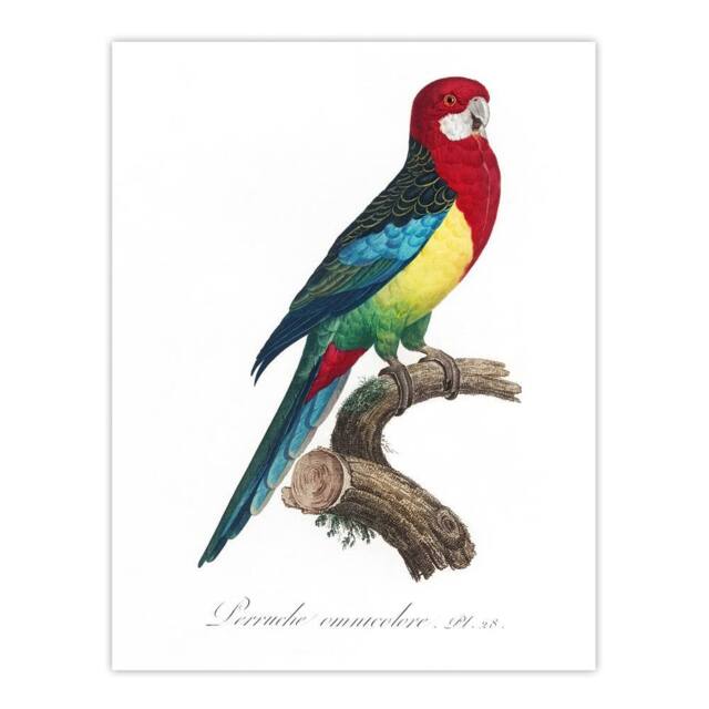 "Artery8 The Eastern Rosella Parrot Levaillant Wall Art Poster Print in White - Size: W24"" x H32""" - image 1