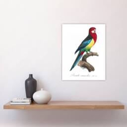 "Artery8 The Eastern Rosella Parrot Levaillant Wall Art Poster Print in White - Size: W24"" x H32""" - thumbnail 4