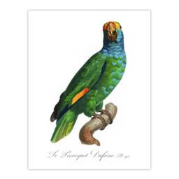 "Artery8 The Blue Cheeked Amazon Parrot Levaillant Wall Art Poster Print in White - Size: W12"" x H16""" - thumbnail 1