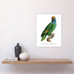 "Artery8 The Blue Cheeked Amazon Parrot Levaillant Wall Art Poster Print in White - Size: W12"" x H16""" - thumbnail 4