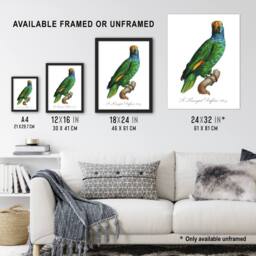 "Artery8 The Blue Cheeked Amazon Parrot Levaillant Wall Art Poster Print in White - Size: W12"" x H16""" - thumbnail 3