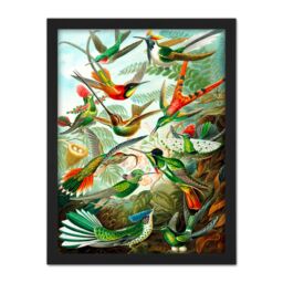 "Artery8 Wall Art Print Haeckel Plate 99 Hummingbirds Large Framed Wall Décor Art in White - Size: W18"" x H24""" - thumbnail 1