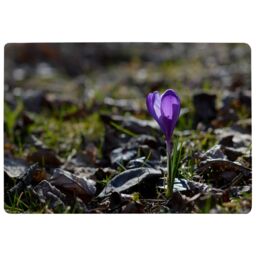 Benjamin Tate Design Autumn Flower Bloom In Nature Designer Rug in Natural - Size: Large - thumbnail 1