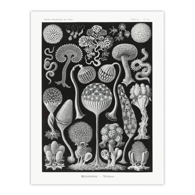 "Artery8 Intricate Slime Molds Haeckel Botanical Wall Art Print Poster in Black - Size: W18"" x H24""" - image 1