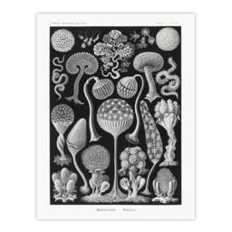 "Artery8 Intricate Slime Molds Haeckel Botanical Wall Art Print Poster in Black - Size: W18"" x H24""" - thumbnail 1