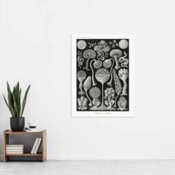 "Artery8 Intricate Slime Molds Haeckel Botanical Wall Art Print Poster in Black - Size: W18"" x H24""" - thumbnail 4