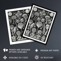 "Artery8 Intricate Slime Molds Haeckel Botanical Wall Art Print Poster in Black - Size: W18"" x H24""" - thumbnail 2