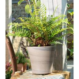 Jardinopia Meerkat Plant Pot Hanger - L10.5 x W3.5 x H5 cm in Bronze - thumbnail 2