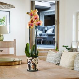 Royal Botanic Gardens Kew Kew Botanical Retreat Planter With Saucer 14Cm - Metal - Detachable Saucer - Perfect For Gifting ✨ in Green - thumbnail 2