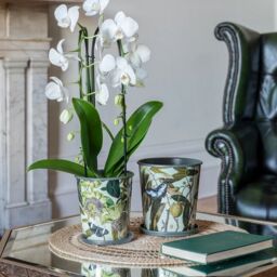 Royal Botanic Gardens Kew Kew Botanical Retreat Planter With Saucer 14Cm - Metal - Detachable Saucer - Perfect For Gifting ✨ in Green - thumbnail 6