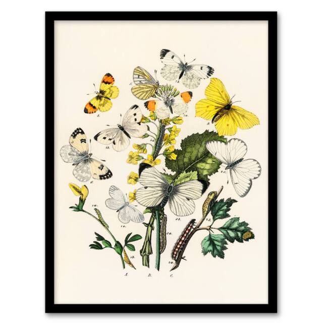 Artery8 William Forsell Kirby Framed Wall Art Caterpillars & Butterflies in White - Size: A4 - image 1