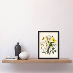 Artery8 William Forsell Kirby Framed Wall Art Caterpillars & Butterflies in White - Size: A4 - thumbnail 2