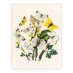 Artery8 William Forsell Kirby Framed Wall Art Caterpillars & Butterflies in White - Size: A4 - thumbnail 3