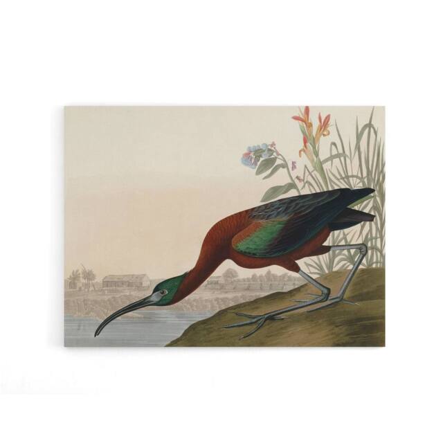 "Artery8 Audubon Birds Glossy Ibis Painting Canvas Wall Art Print - Size: W18"" x H24""" - image 1